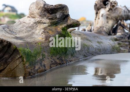 Ein detaillierter Blick auf Treibholz, das teilweise mit lebhaftem grünem Moos bedeckt ist und in der Nähe eines ruhigen Wassers liegt. Der Hintergrund ist weich Stockfoto