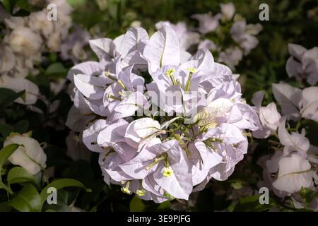 Bougainvillea-Pflanze mit zarten weißen Deckblättern und winzigen gelben Blüten, die unter hellem Sonnenlicht vor einem üppig grünen Laubhintergrund blühen. Stockfoto
