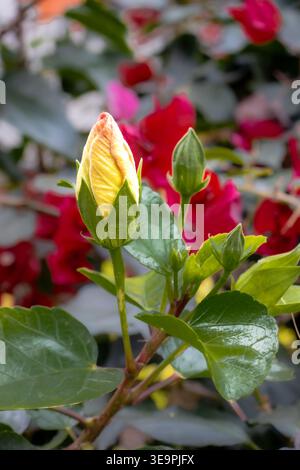Nahaufnahme einer gelben Hibiskusknospe mit umliegenden grünen Blättern, vor einem verschwommenen Hintergrund roter Blumen in einem Garten. Stockfoto