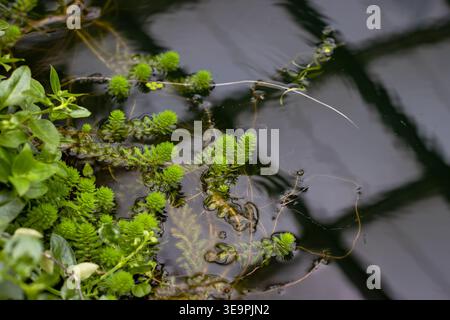 Aus nächster Nähe sehen Sie lebendige grüne Wasserpflanzen, die auf der Oberfläche eines ruhigen Teichs schwimmen. Die Reflexionen von Strukturen in der Nähe wackeln über das Wasser Stockfoto