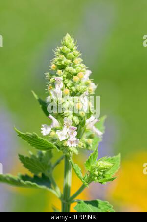 Nepeta cataria oder Katzenminze, blüht im sonnigen Sommergarten Stockfoto