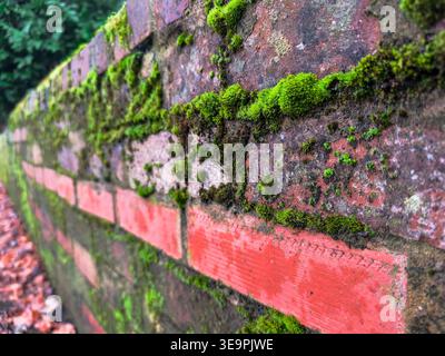 Eine gemauerte Mauer, bedeckt mit grünem Moos. Das Moos wächst auf den Ziegeln und der Mauer selbst. Stockfoto