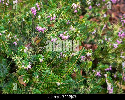 Ein Busch mit rosa Blumen steht im Vordergrund. Der Busch ist voller grüner Blätter und rosa Blumen Stockfoto