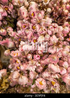 Eine Nahaufnahme von einem Haufen rosafarbener Blumen. Die Blumen sind verwelkt und vertrocknet, was dem Bild eine traurige und melancholische Stimmung verleiht Stockfoto