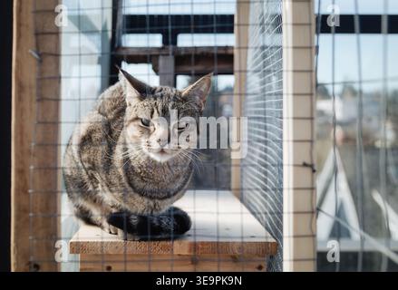 Katze in Catio oder im Außenbereich mit Blick auf die Kamera. Verschlafene Katze in einem sicheren Außenbereich auf der Dachterrasse mit entschlossener Stadt. DIY-Katio mit Huhn W Stockfoto