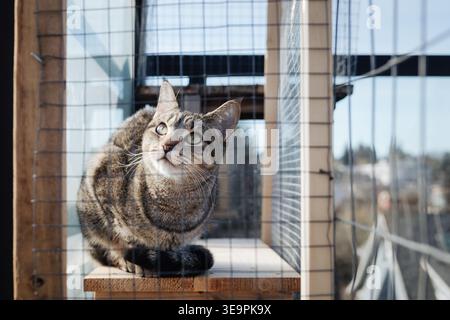 Katze im Catio oder im Außenbereich, die etwas intensives ansieht. Katze im Innenbereich in einem sicheren Außenbereich auf der Dachterrasse mit entladener Stadt. DIY-Katio mit Stockfoto