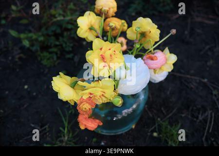 Gelbe Narzissen in einem Glasbehälter auf dem Gras. Stockfoto
