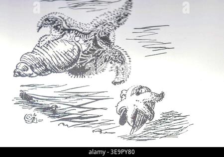 Trias-Seestern und Molluken. Detaillierte Farbzeichnung von Seesternen und Muscheln auf einem Sandboden. Eine alte Illustration zeigt Meereslebewesen, einschließlich Seesterne und verschiedene Muscheln, die über einen strukturierten Meeresboden verstreut sind. Stockfoto