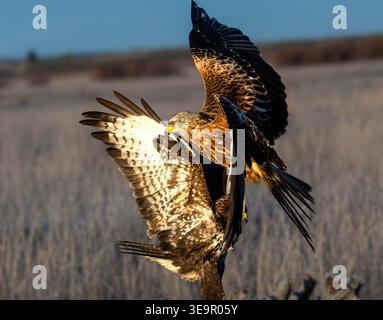 Intensiver Luftkampf zwischen zwei Westjägern (Circus aeruginosus) in freier Wildbahn. Action-Wildtier-Aufnahme von territorialen, kämpfenden Raptoren. Stockfoto