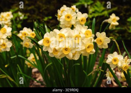Gruppe kleiner weißer und gelber Narzissen (Narzissen) im Biddulph Grange Garden Stockfoto