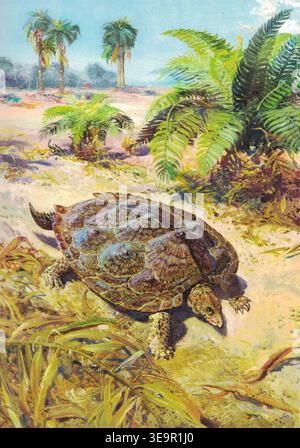 Triassochelys dux. Alte Schildkröten spazieren über Sandstrand mit Palmen und Farnen. Ein detailliertes Gemälde zeigt eine große Schildkröte mit einer strukturierten Muschel, die sich durch üppige Vegetation auf einem Sandstrand mit Palmen im Hintergrund bewegt. Stockfoto