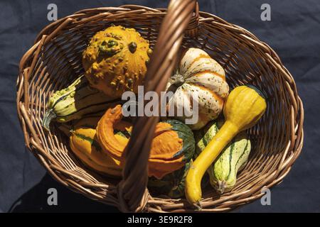 Korb gefüllt mit bunten Zierkürbissen. Herbsterntekonzept im rustikalen Stil. Stockfoto
