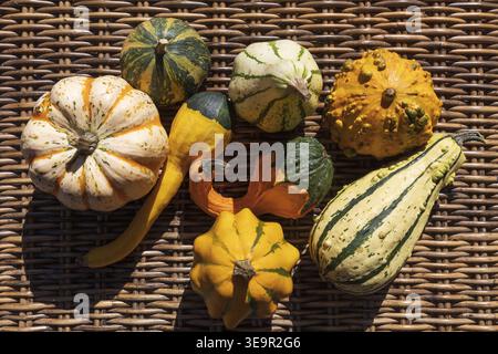 Flache Lagen von bunten Zierkürbissen auf Korbfläche. Herbsterntekonzept mit natürlichen Texturen. Stockfoto