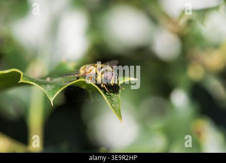 Batman Hoverfly (Myathropa florea) auf einem Stechpalmenblatt in Richmond Park, Surrey Stockfoto