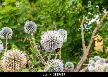 Silberdisteln mit Hummeln im Sommer. Stockfoto