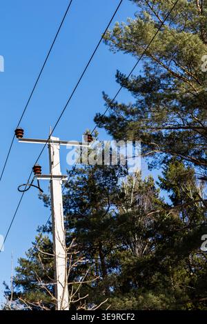 Holzmast mit Stromleitungen gegen Himmel, Kieferndach umrahmender Hintergrund, Isolatoren sichtbar, klares blaues Nachmittagslicht, Stockfoto