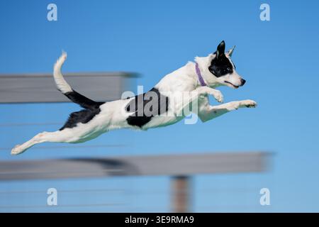 Weißer und schwarzer Border Collie Hund in der Luft, nachdem er von einem Dock gesprungen ist Stockfoto