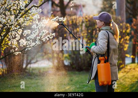 Drucksprühgerät zur Behandlung von Pflaumenblüten. Frau, die Obstbaum sprüht. Schutzblüten vor Schädlingen und Krankheiten im Frühjahr Stockfoto