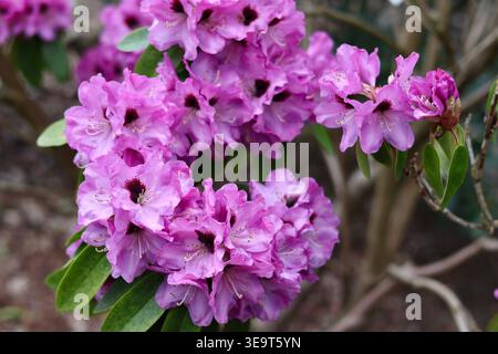Exquisite rosa und violette Rhododendronblüten mit dunkelroten Flecken Stockfoto