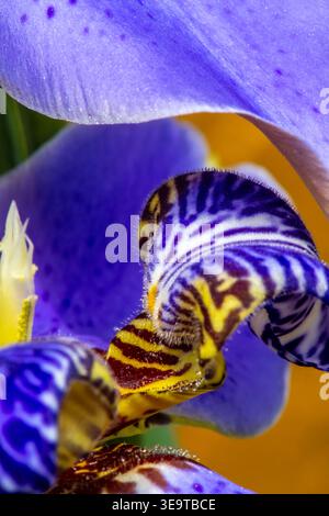 Makrofoto einer Blume mit fließenden Blütenblättern, komplizierten Oberflächenstrukturen und leuchtenden Kontrasten in Blau, Violett und Gold. Stockfoto