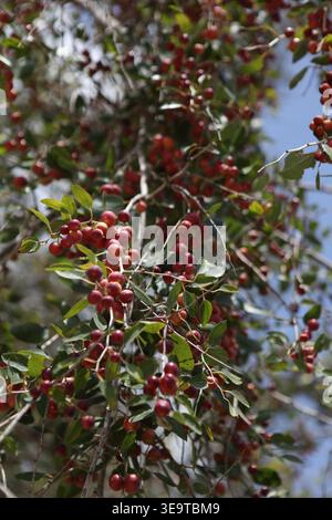 Frucht auf Zweigen eines Ziziphus Spina Christi, Christusdorn Jujube oder Dornbaum, die Dornenkrone, die Christus hatte, war aus Zweigen eines solchen Baumes gemacht. Stockfoto