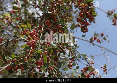 Frucht auf Zweigen eines Ziziphus Spina Christi, Christusdorn Jujube oder Dornbaum, die Dornenkrone, die Christus hatte, war aus Zweigen eines solchen Baumes gemacht. Stockfoto