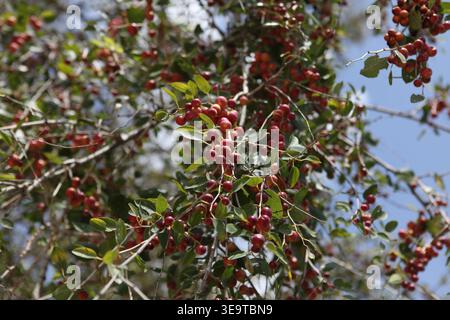 Frucht auf Zweigen eines Ziziphus Spina Christi, Christusdorn Jujube oder Dornbaum, die Dornenkrone, die Christus hatte, war aus Zweigen eines solchen Baumes gemacht. Stockfoto