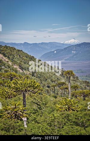 Araucaria Wald auf Einer chilenischen Park-Hanglage mit weitem, schneebedeckten Vulkan- und Talblick Stockfoto