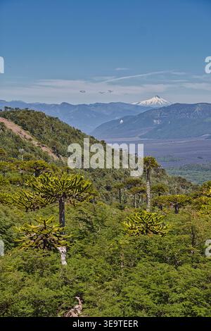 Araucaria Wald auf Einem chilenischen Park Hügel mit weit entfernten, schneebedeckten Vulkan unter klarem Himmel Stockfoto