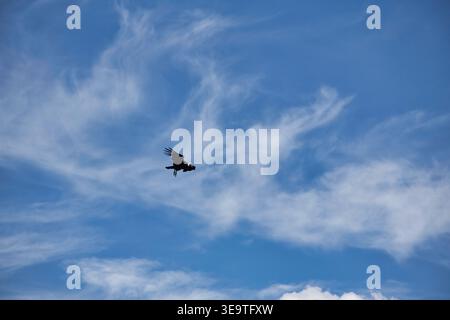 Singvogel (Silhouette) fliegt mit den Wispy Cirrus Wolken in Einem chilenischen Park gegen den blauen Himmel Stockfoto