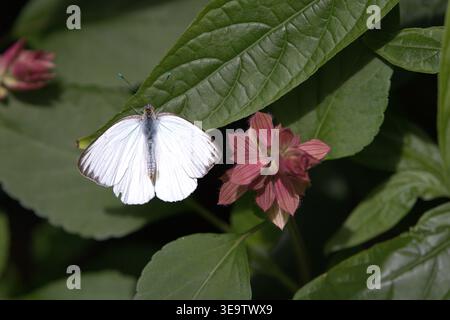 Ein Makrofoto eines großen südlichen weißen Schmetterlings (Ascia monuste), der auf grünem Laub thront. Stockfoto