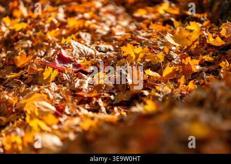 Dicke Schicht der Herbstblätter Sonnenschein beleuchtet einen Teppich aus herabfallenden Herbstblättern in einem Wald. Stockfoto