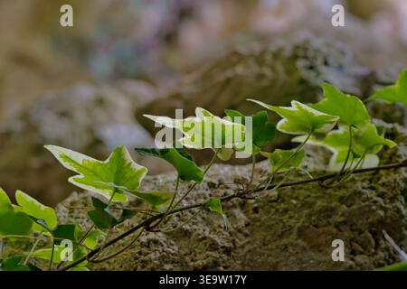 Ivy klettert auf grauem Stein Stockfoto