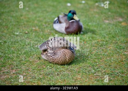 Zwei Enten sitzen auf Gras Stockfoto
