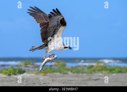 Osprey (Pandion haliaetus) flyinf mit einem gefangenen Meerbarben (Mugil curema) in Krallen über der Meeresküste, Galveston, Texas, USA. Stockfoto