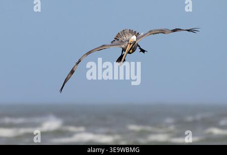 Brauner Pelikan (Pelecanus occidentalis) taucht in den Ozean, Galveston, Texas, USA. Stockfoto