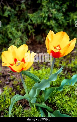 Gelbe und rote Tulpenblüten im Frühlingsgarten Stockfoto