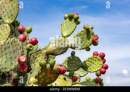 Stachelbirnen wachsen auf Kaktuspads in einer trockenen Landschaft - Opuntia Ficus-indica Stockfoto