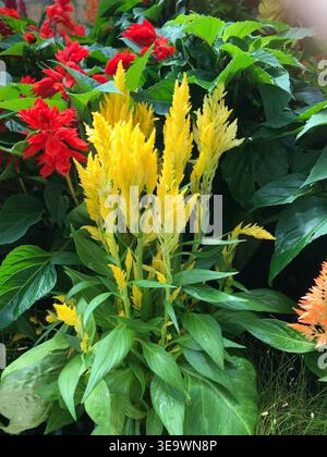 Eine lebhaft gelb gefiederte Celosienblüte hebt sich von einem weichen, farbenfrohen Hintergrund aus Gartenblüten ab Stockfoto