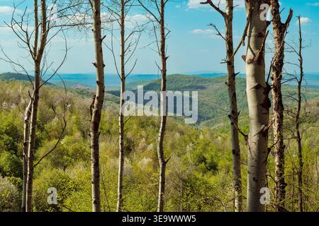 Spring Forest Panorama durch Baumstämme, Rolling Green Hills Landschaft mit klarem blauem Himmel Stockfoto