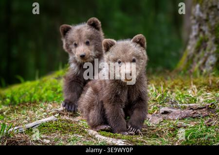 Zwei junge braunbären Cub im Wald. Portrait von Braunbär, Tier in der Natur Lebensraum. Wildlife Szene aus Europa. Cub von Braunbär ohne Mo Stockfoto