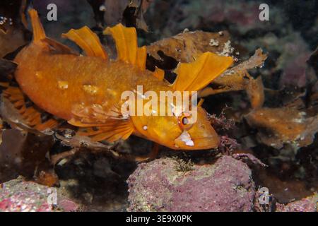 Neuseeländischer Spitzenknoten (Notoclinus fenestratus), getarnt zwischen Seetang, Island Bay Stockfoto