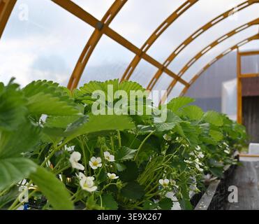 Erdbeeren blühen im Gewächshaus. Stockfoto