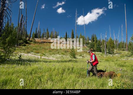 Frau in Rot mit zwei Hunden, die im Hinterland im Payette National Forest Idaho eine alte Brandung durchwandern Stockfoto