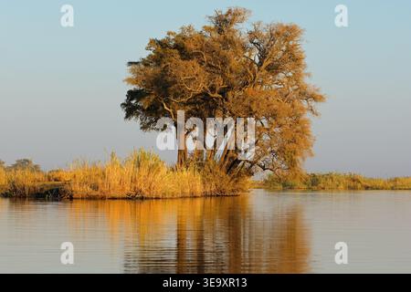 Malerische Landschaft mit einem Baum, der sich im Wasser spiegelt, Chobe Nationalpark, Botswana Stockfoto