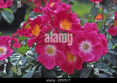 Rosa „American Pillar“, Kletterrose (van Fleet 1902), ramblerrose, Farbe Rose, Karminrosa Stockfoto