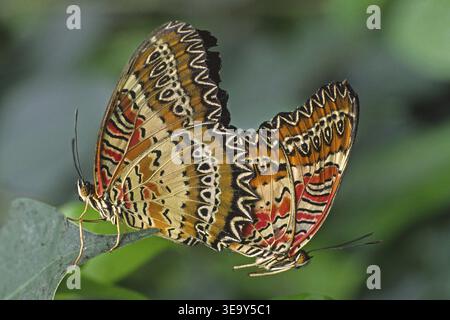 Cethosia biblis, Spitzflügel Stockfoto