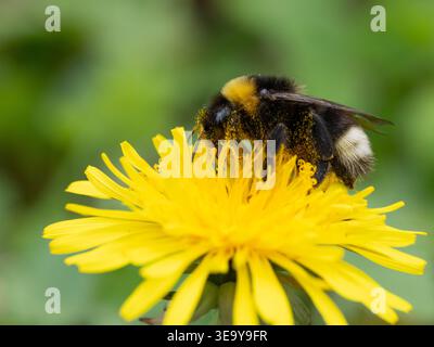 Biodiversität - große Makroaufnahme einer Hummel auf einer gelben Blume, die mit Pollen bedeckt ist Stockfoto