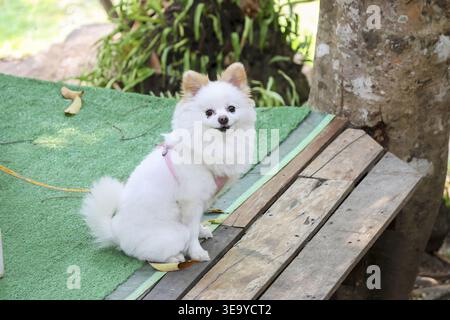 Glücklicher weißer pommerscher Hund mit rosafarbenem Gurtzeug, der draußen auf grüner Matte sitzt und mit fröhlichem Ausdruck neben Holzbrettern und Baum in die Kamera blickt Stockfoto