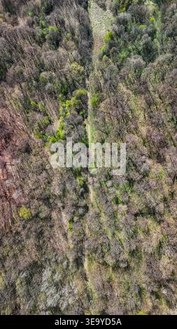 Drohnenfoto von oben nach unten eines Waldkorridors, mit einem Pfad, der dichte, blattlose Bäume und auftauchendes helles Laub teilt. Natürliche Texturen, Frühling Stockfoto